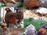 RED Blue Laced Cochin 