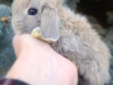 Hollanda lop tavşanı Yavruları 